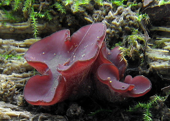 vrtidlovka mäsitá Ascocoryne sarcoides (Jacq.) J.W. Groves & D.E. Wilson