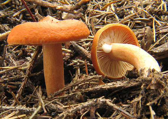 rýdzik pomarančový Lactarius aurantiacus (Pers.) Gray