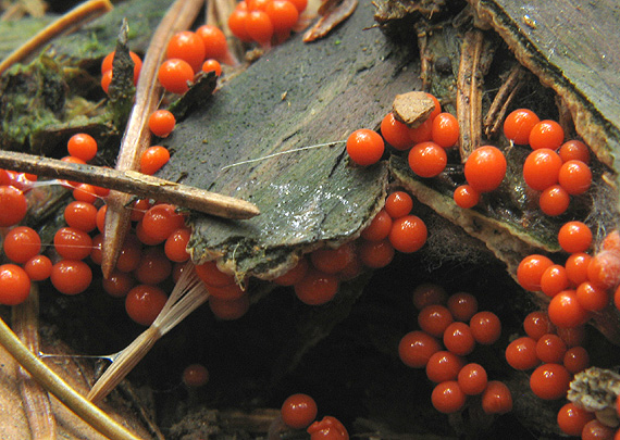 vlasnačka Trichia decipiens var. decipiens (Pers.) T. Macbr.