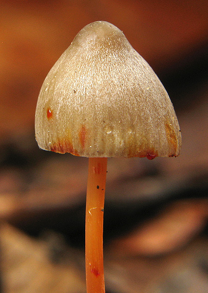 prilbička šafranová Mycena crocata (Schrad.) P. Kumm.