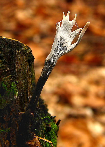 drevnatec parohatý Xylaria hypoxylon (L.) Grev.