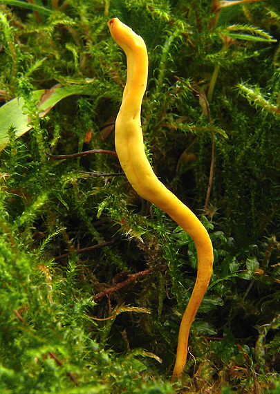 pakonárovka žltooranžová Clavulinopsis helvola (Pers.) Corner