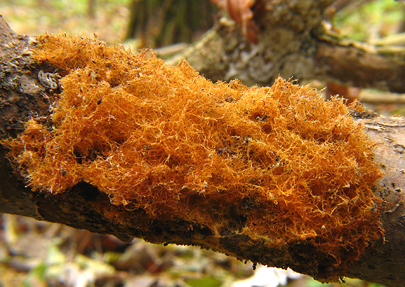 hnojník okrový Coprinellus domesticus (Bolton) Vilgalys, Hopple & Jacq. Johnson