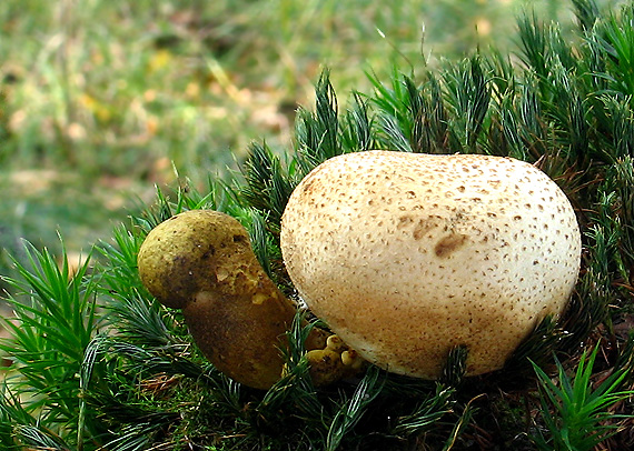 suchohríb cudzopasný Pseudoboletus parasiticus (Bull.) Šutara