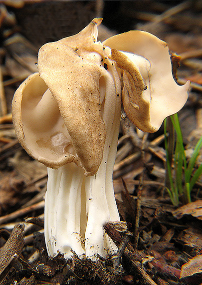 chriapač kučeravý Helvella crispa (Scop.) Fr.