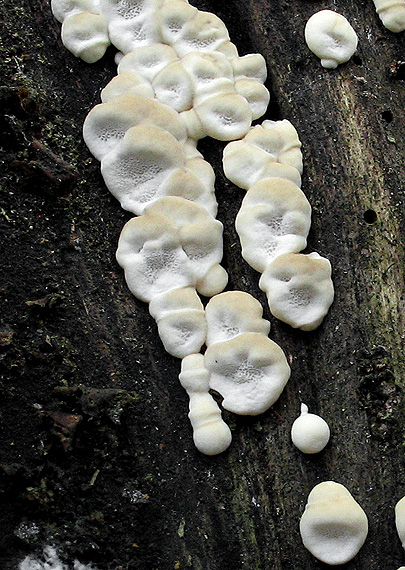 smolokôrovka buková Ischnoderma resinosum (Schrad.) P. Karst.