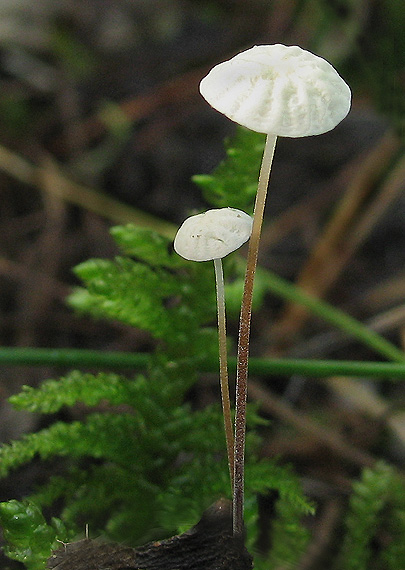 tanečnica golieriková Marasmius rotula (Scop.) Fr.