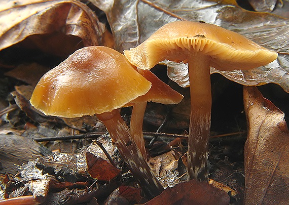 kapucňovka okrovohnedastá Galerina marginata (Batsch) Kühner