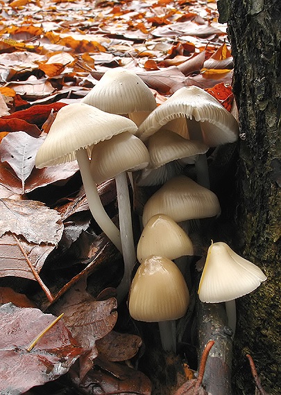 prilbička ružovolupeňová Mycena galericulata (Scop.) Gray