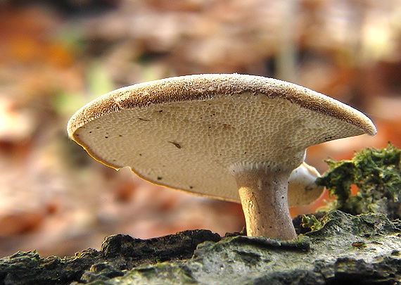 trúdnik zimný Lentinus brumalis (Pers.) Zmitr.