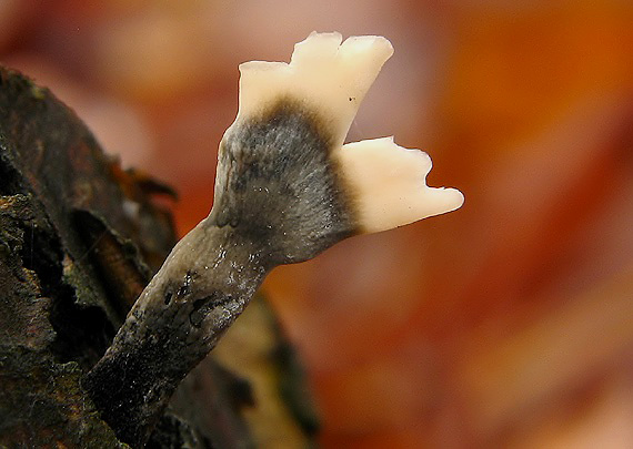 drevnatec parohatý Xylaria hypoxylon (L.) Grev.