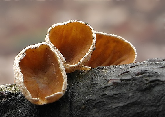 škľabka plstnatá Schizophyllum amplum (Lév.) Nakasone