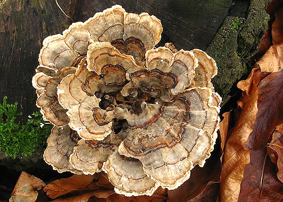 trúdnikovec pestrý Trametes versicolor (L.) Lloyd