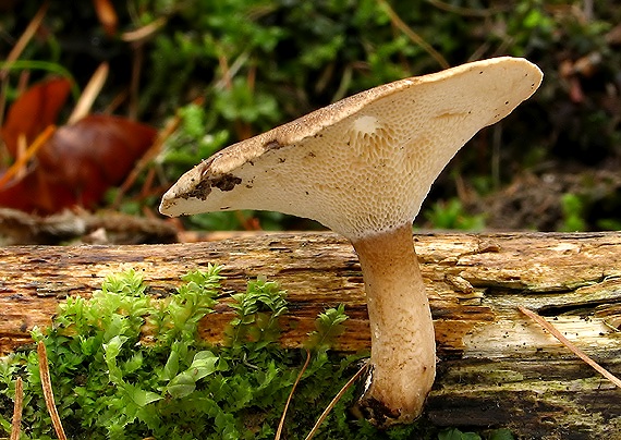 trúdnik zimný Lentinus brumalis (Pers.) Zmitr.