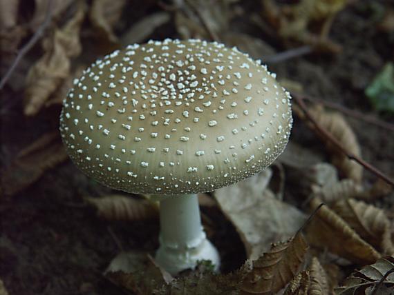 muchotrávka tigrovaná Amanita pantherina (DC.) Krombh.