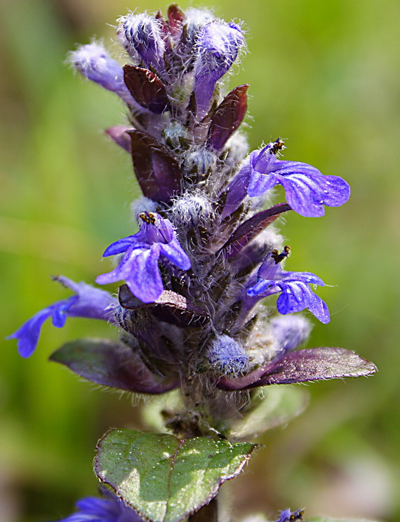 zbehovec ženevský Ajuga genevensis L.