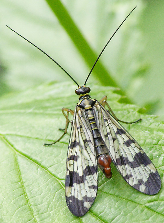 srpica obyčajná - Panorpa communis