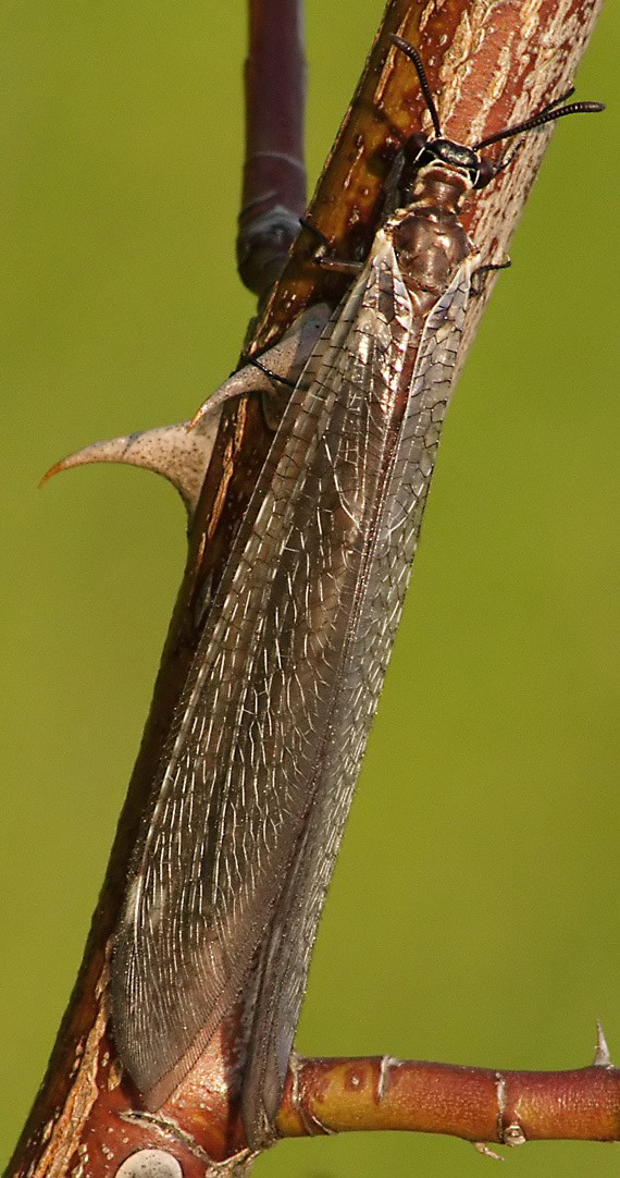 mravcolev čiernobruchý - Myrmeleon formicarius