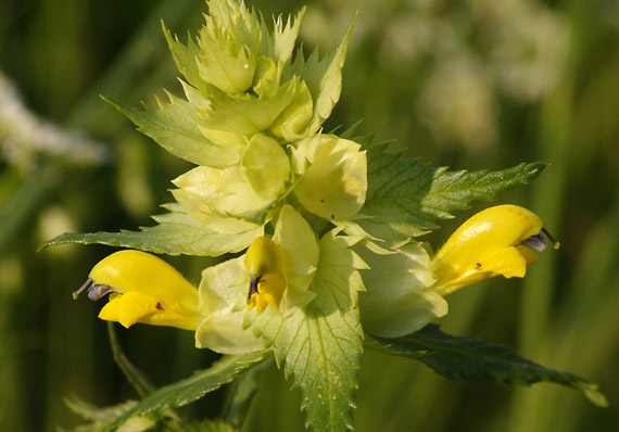 štrkáč Rhinanthus sp.