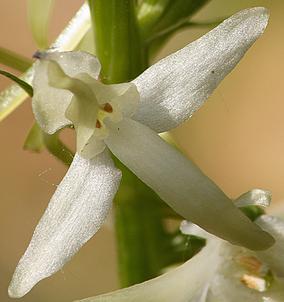 vemenník dvojlistý Platanthera bifolia (L.) Rich.