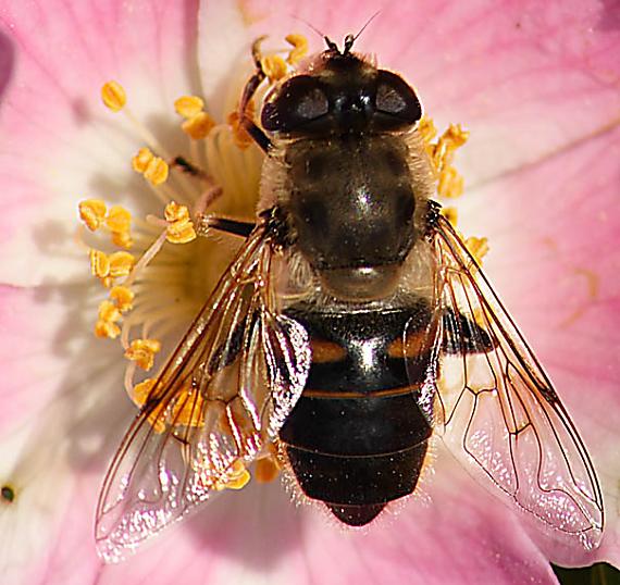 Eristalomyia tenax (Syrphidae), det. V.Straka