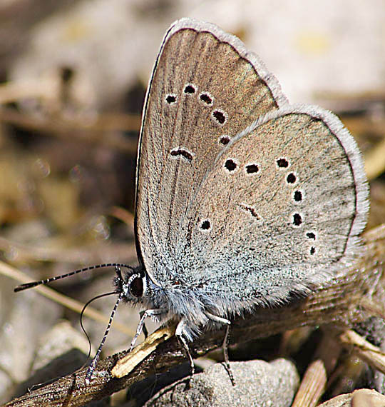 modráčik lesný Polyommatus semiargus