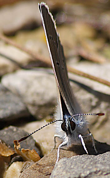 modráčik lesný Polyommatus semiargus