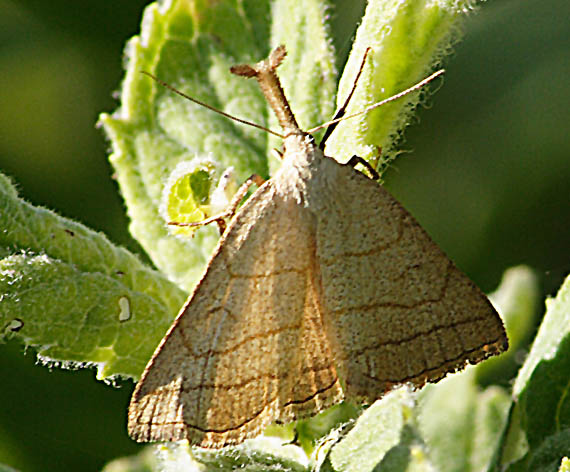 pamora hmatadlová Polypogon tentacularia