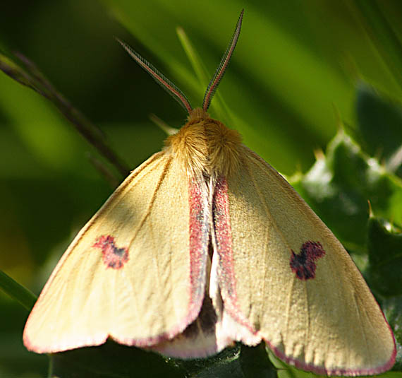 spriadač chrastavcový Diacrisia sannio (L.)