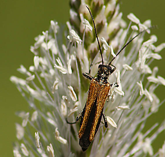 ? Oedemera femorata