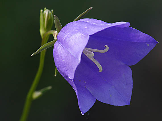 zvonček broskyňolistý Campanula persicifolia L.