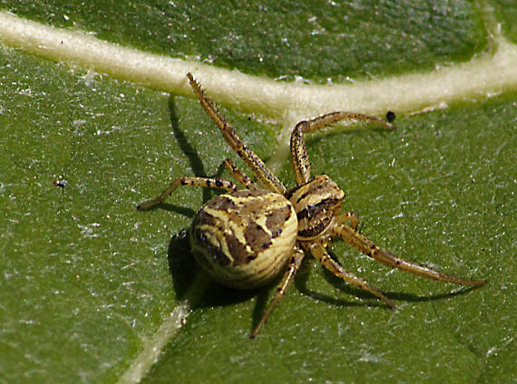 behárik brestový Xysticus ulmi Hahn