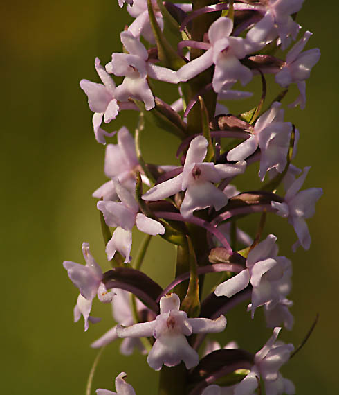 päťprstnica obyčajná Gymnadenia conopsea (L.) R. Br.