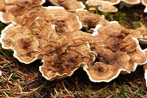 kožovník pásikavý Coltricia perennis (L.) Murrill