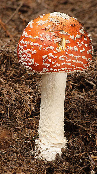 muchotrávka červená Amanita muscaria (L.) Lam.