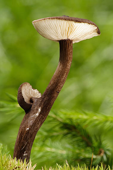 rýdzik čiernozamatový Lactarius lignyotus Fr.