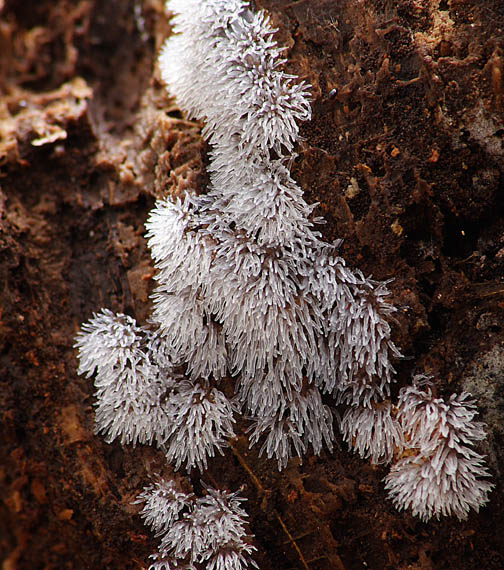 rohačka kríčkovitá / Válečkovka keříčkovitá Ceratiomyxa fruticulosa var. fruticulosa (O.F. Müll.) T. Macbr