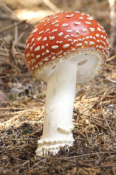 muchotrávka červená Amanita muscaria (L.) Lam.