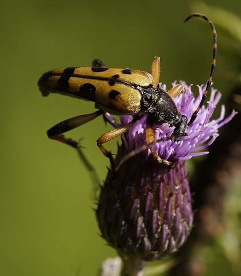 fuzáč Rutpela maculata