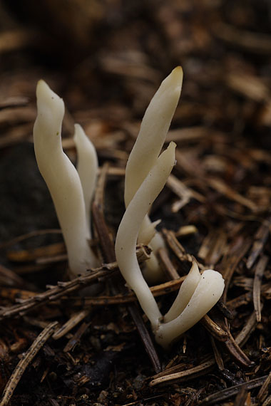 konárovka vráskavá? Clavulina sp.