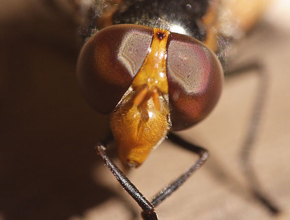 Volucella zonaria (Syrphidae) det. V.Straka