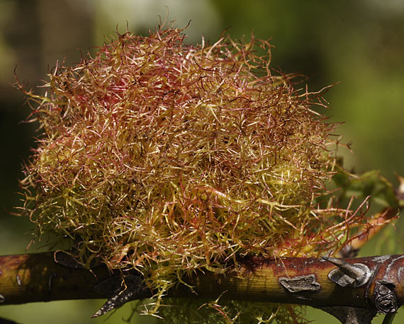 hrčiarka šípová Diplolepis rosae