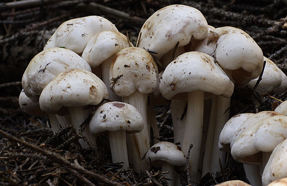 peniazovka škvrnitá Rhodocollybia maculata (Alb. & Schwein.) Singer