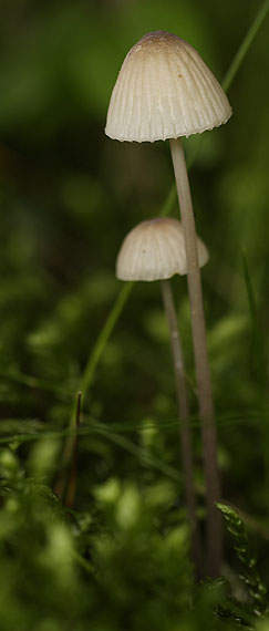 prilbička Mycena sp.