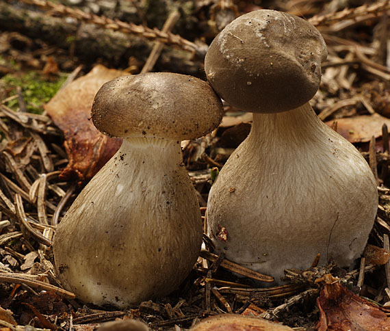 strmuľka kyjakovitá / Strmělka kyjonohá/ Ampulloclitocybe clavipes (Pers.) Redhead, Lutzoni, Moncalvo & Vilgalys