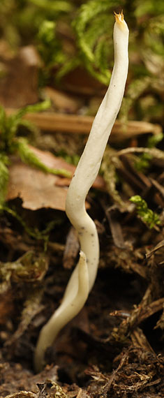 konárovka vráskavá Clavulina rugosa (Bull.) J. Schröt.