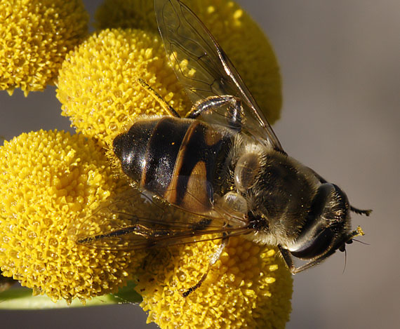 trúdovka veľká Eristalomyia tenax (Syrphidae) det. V.Straka