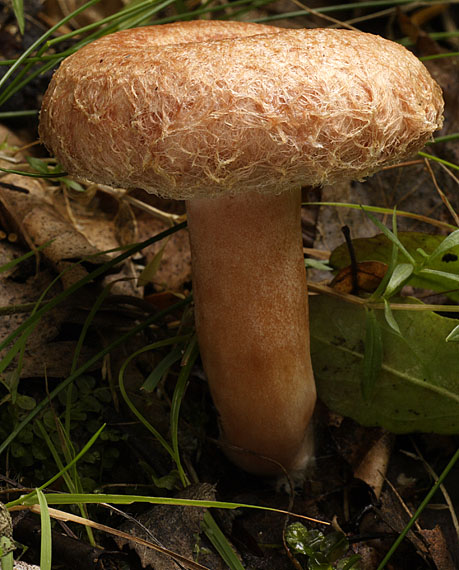 rýdzik kravský Lactarius torminosus (Schaeff.) Gray