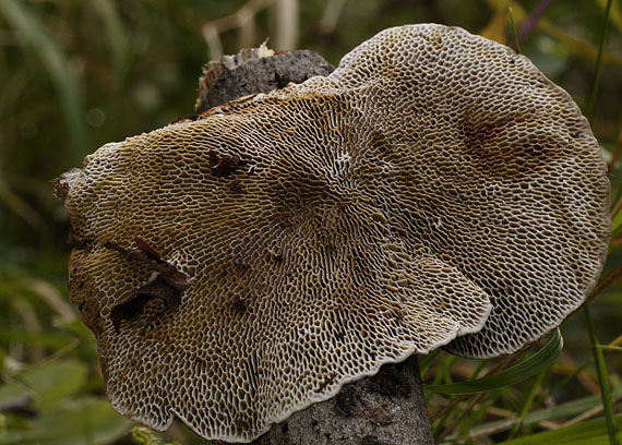 sieťkovček červenkastý Daedaleopsis confragosa (Bolton) J. Schröt.