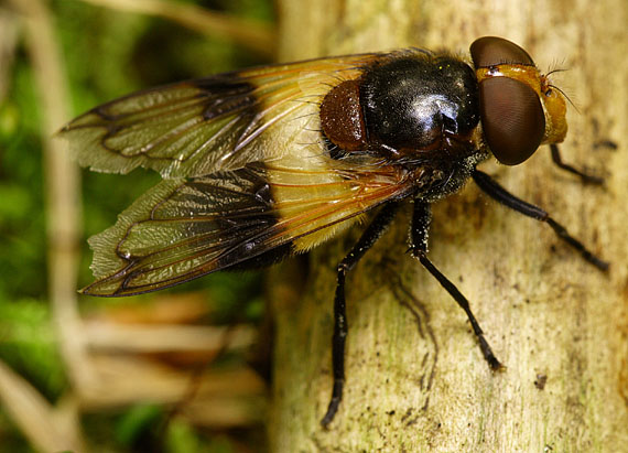 pestrica Volucella pellucens (Syrphidae) det. V.Straka